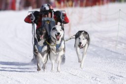 Lenk 2013